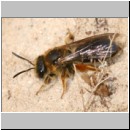 Halictus rubicundus - Furchenbiene w03.jpg